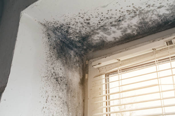 Affordable Commercial Mold Remediation solutions in Howard, PA